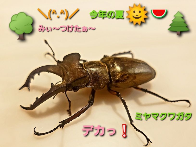 画像1