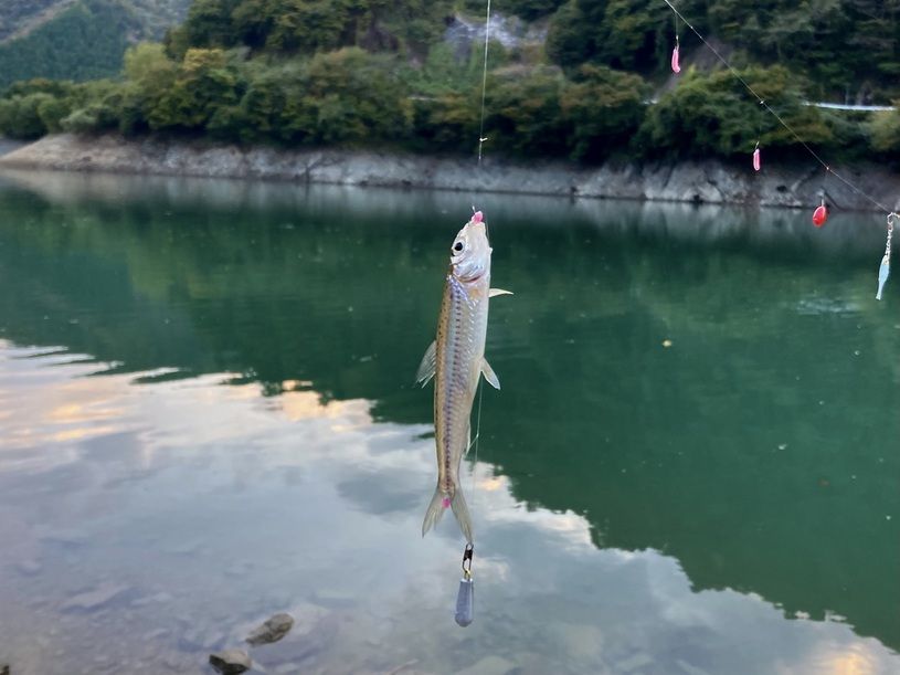 画像1