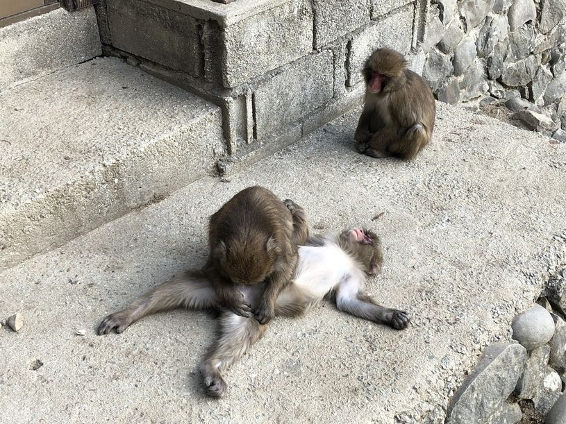 画像1