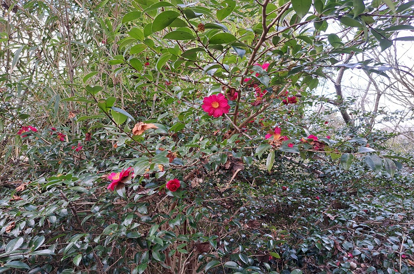 画像5