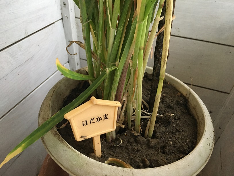 画像2