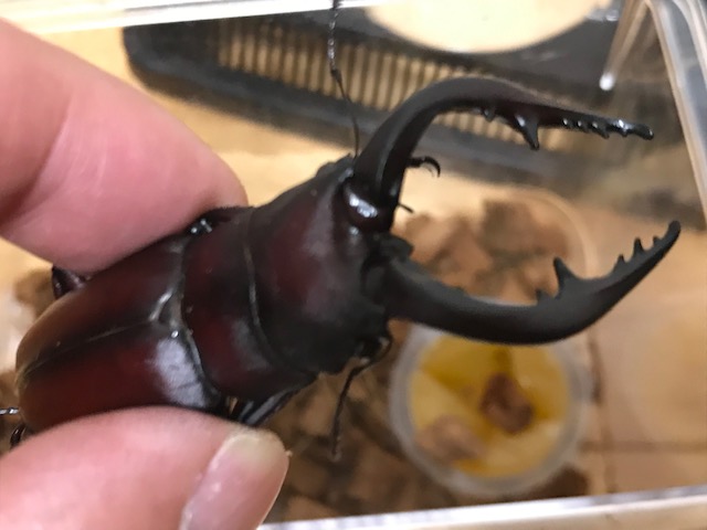 画像1