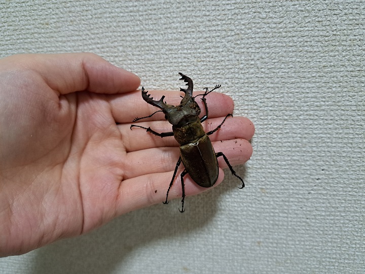 画像1