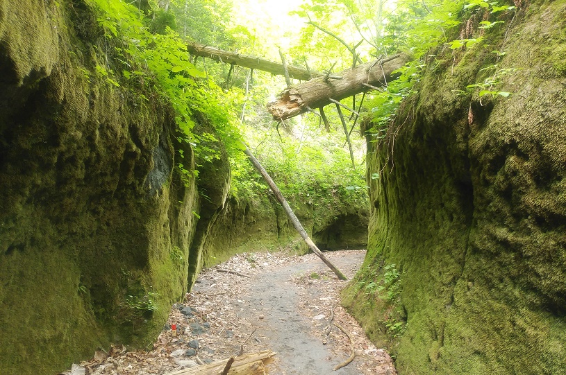 楓沢（苔の回廊）
