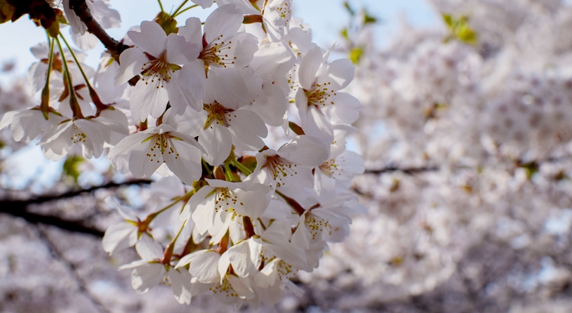 盛岡 高松の池（高松公園）