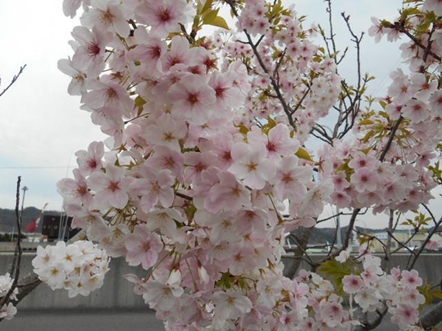 画像4