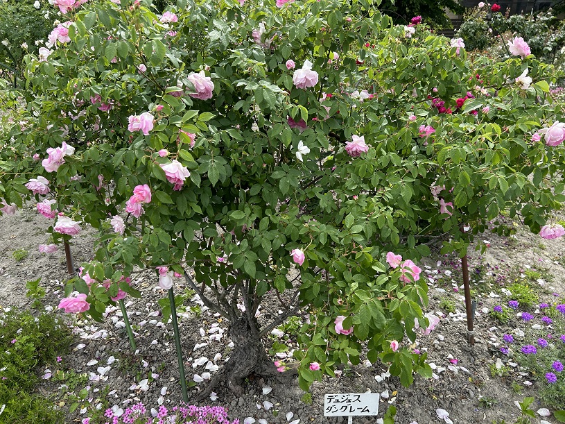画像5