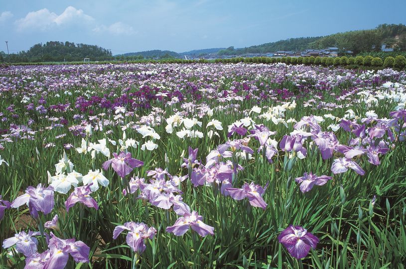 画像1