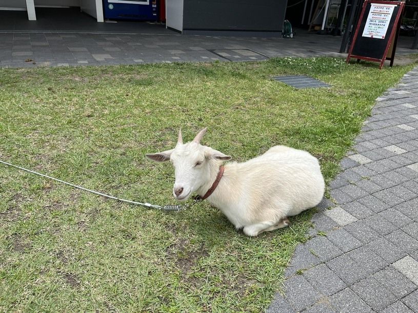 画像1