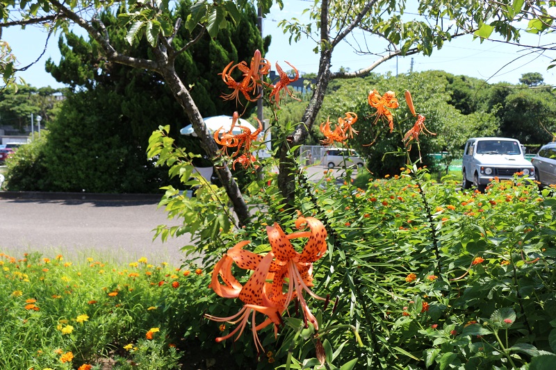 画像4