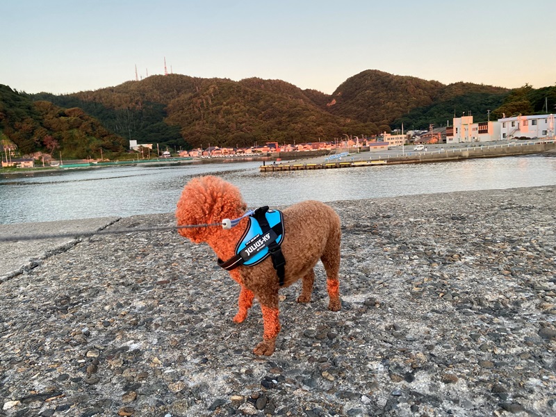 画像1