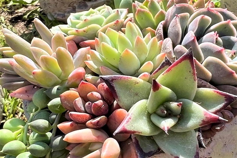 画像4