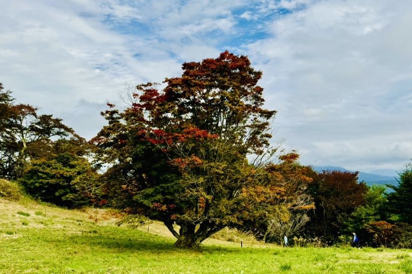 画像1