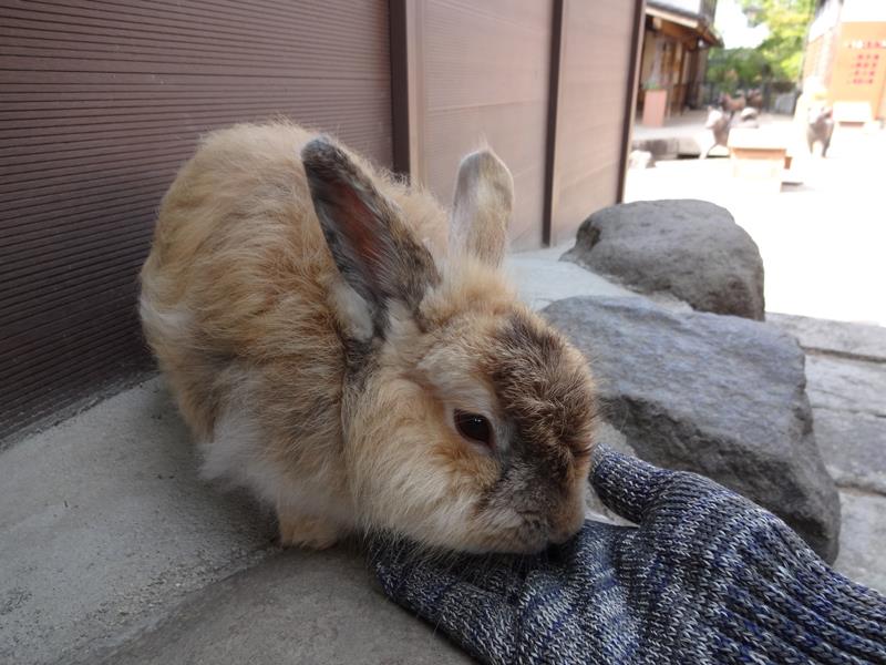 月ウサギの里