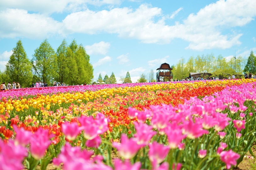 世羅高原農場