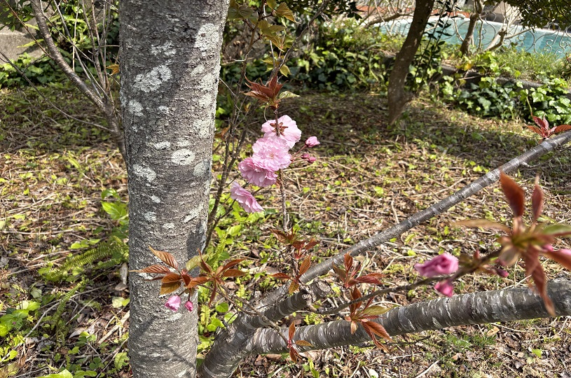 画像4