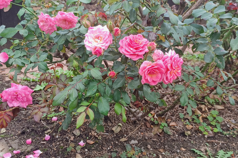 画像4
