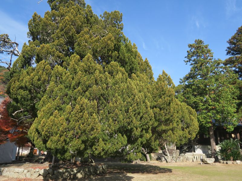 画像5