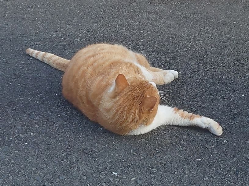 画像4