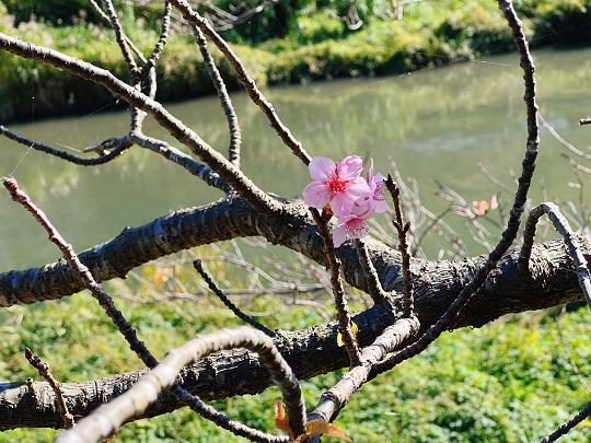 画像1