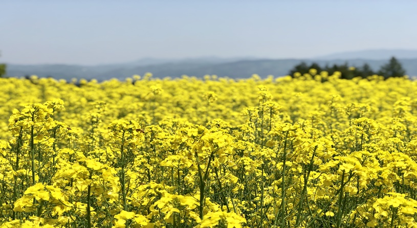 国営アルプスあづみの公園【菜花４～５月】