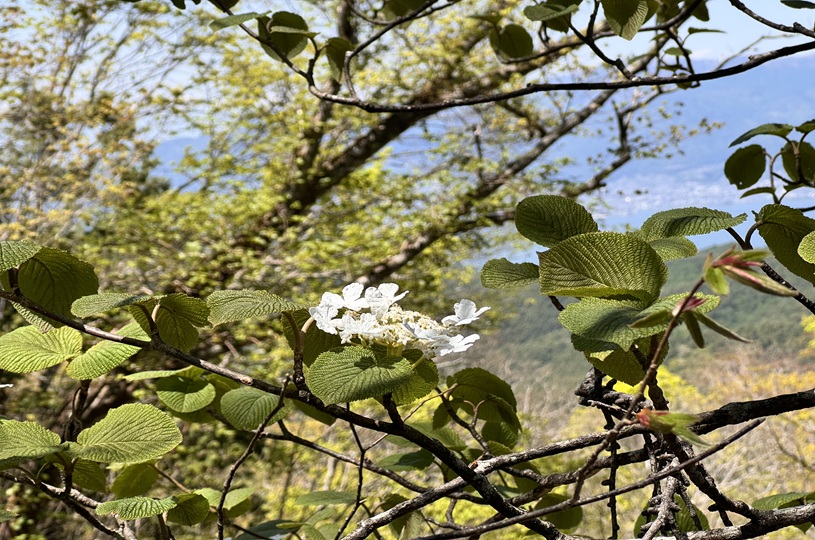 画像4