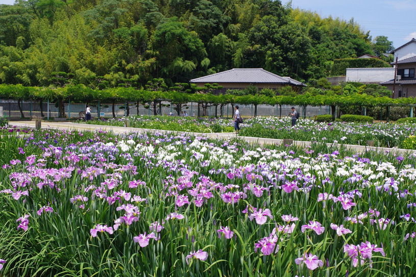 画像5