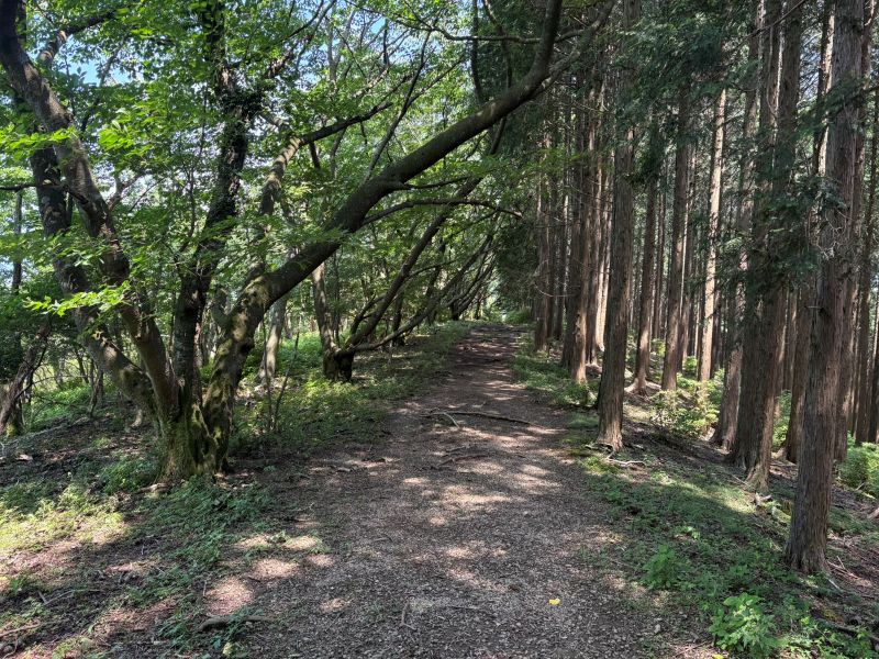 画像4
