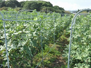 いちじく狩り（館山パイオニアファーム）