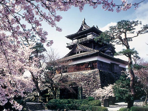 丸岡城の桜