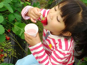 貴志川観光イチゴ狩り園 