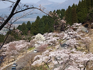 高森峠・九十九曲千本桜