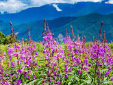 高山植物の宝庫「乗鞍高原」の夏！8月 おすすめ お花 10選