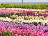 都心から２時間の楽園！常春の南房総で四季折々の花めぐり