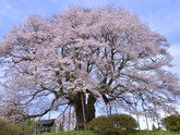 リゾートホテルから行く！桜の名所7選　いずれくる春を願って