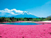 【全国】おすすめの春の花１０選　ココロをリフレッシュ！