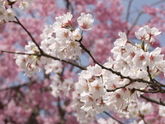 桜とともに東北へ！