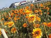 房総半島へお花見のつもりが　～花とサメと謎の砂山～