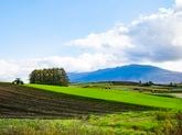 群馬県嬬恋村　日本一のキャベツ畑と愛妻の丘　収穫体験も！