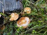 秋の味覚　恐怖のきのこ狩り編　亀の手も
