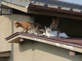 2月22日は「猫の日」！瀬戸内海の「猫島」に行ってみた