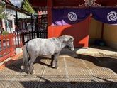 ２０２３年うさぎ年にお詣りしたいおすすめの神社