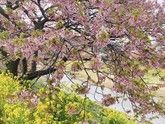 ２０２４年春のおすすめお花見情報 