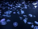 🐟水族館巡りはいかがでしょうか🐟