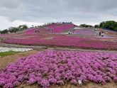 天空の花回廊「芝桜の丘」、茶臼山高原を訪ねて