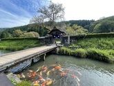 大人の休日倶楽部会員限定「北陸フリーきっぷ」で福井旅