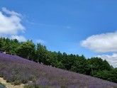 7月はラベンダー（富良野）★7月の予約は1月から始まります！