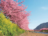 おすすめ桜スポット