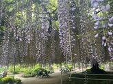 樹齢120年超えの「フジ」と宇都宮の「餃子」旅