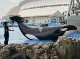 暑い夏でも行きたくなる！水族館のススメ　～中部地方～